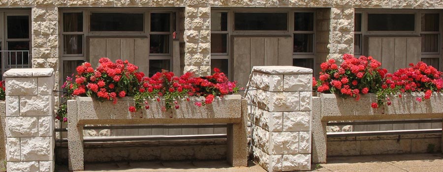 A picture of Bushes outside TJ